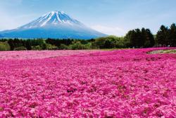 絶景「富士芝桜まつり」が2022も開催　ピーターラビットの庭園も
