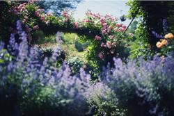 神戸市の絶景ハーブ園で初夏の花が見頃へ　花摘み無料＆宝探しも