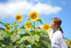 成田ゆめ牧場でひまわり開花　フォトコン・自由研究・収穫体験も