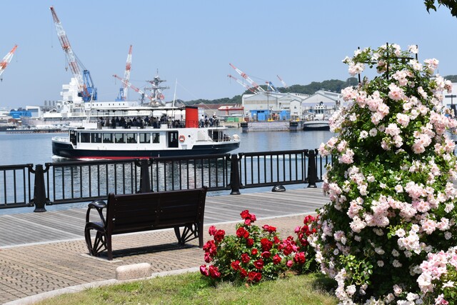 横須賀市ヴェルニー公園で春バラが見頃　入園無料＆社会見学も！