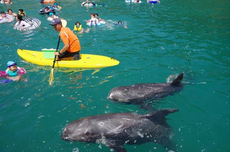 沖縄だけじゃない！「イルカ」や「クジラ」に会える海へ行こう！
