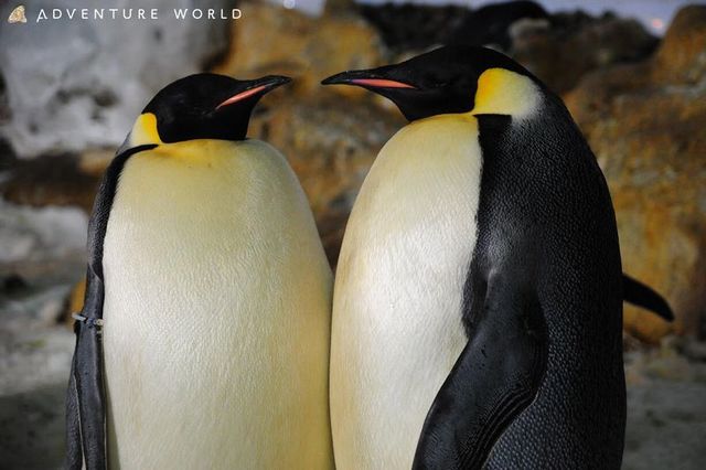 色々な種類のペンギンが見られます アドベンチャーワールド 子供とお出かけ情報 いこーよ