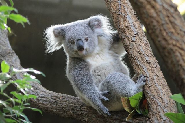 動物園の人気者 コアラ 東山動植物園 子供とお出かけ情報 いこーよ