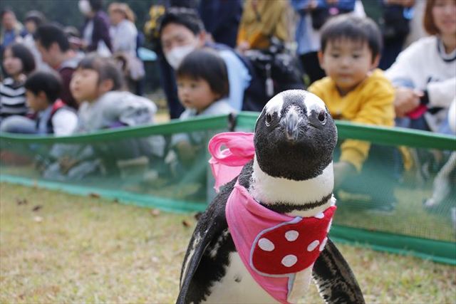 可愛いペンギンと思いっきりふれあえる 掛川花鳥園 営業再開中 一部イベント自粛 入場時の検温等あり 子供とお出かけ情報 いこーよ
