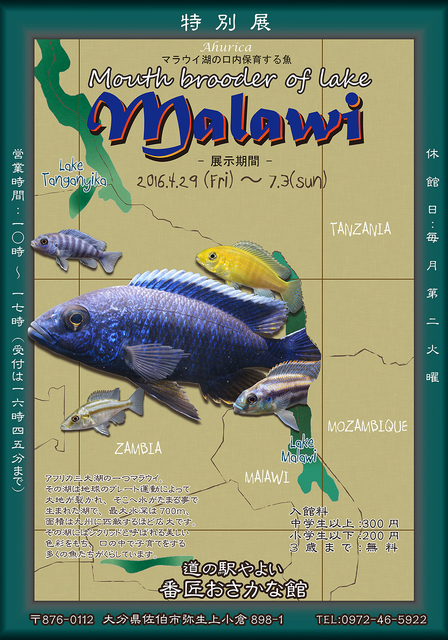 特別展示「マラウイ湖の口内保育する魚ーMouth brooder of lake Malawi