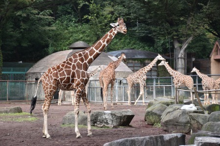 キリン 東京都多摩動物公園 子供とお出かけ情報 いこーよ