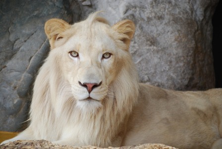 ホワイトライオン』 秋吉台自然動物公園サファリランド | 子供と
