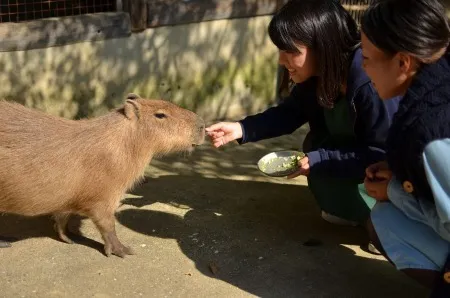 カピバラ』 みさき公園 | 子供とお出かけ情報「いこーよ」