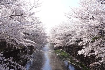 【2023】東京近郊の親子向けおすすめ「桜祭り」7選