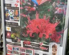 はなぶん ダイヤモンドリリー展