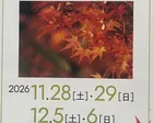 紅葉夜間ライトアップ