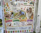 もふりぃマーケット
