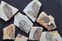 化石発掘体験 ～原石を割って化石を探そう～