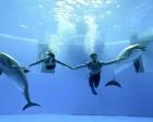 水中ドルフィンパフォーマンス　Art Of Dolphin