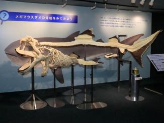 西日本初展示！期間限定で「メガマウスザメ」全身骨格標本を展示
