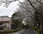 【桜・見ごろ】金沢動物園　金沢自然公園
