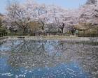 【桜・見ごろ】奈良県営馬見丘陵公園