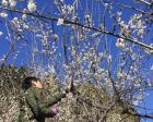 【全3回】梅のお花見から収穫・シロップ・梅干し作りまで！梅林体験