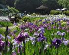 【花・見ごろ】岐阜県百年公園の菖蒲