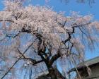 【桜・見ごろ】金仙寺（こんせんじ）のしだれ桜