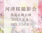 【2023/3/14】奈良河津桜撮影会（馬見丘陵公園）残枠1募集中