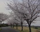 【桜・見ごろ】久留米百年公園