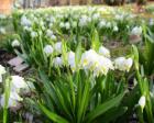 ～春の訪れ。群生の小花～ スノーフレークの群生