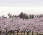 【桜・見ごろ】加賀市中央公園