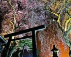 【桜・見ごろ】熊野神社