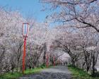 宮川堤の桜のライトアップ