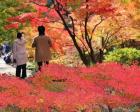錦を纏う 徳川園紅葉祭