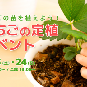 【京都】～食育・農業体験～　いちご苗定植イベント♪