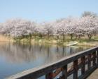 【桜・見ごろ】吉野公園