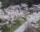 【桜・見ごろ】花の渡良瀬公園