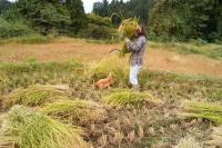 稲刈り体験