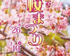 淡路島国営明石海峡公園　早咲き桜まつり