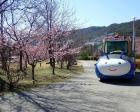 淡路島国営明石海峡公園　夢ハッチ号で河津桜咲く春一番の丘へ
