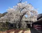 【桜・見ごろ】豪商田中本家　日本庭園のしだれ桜