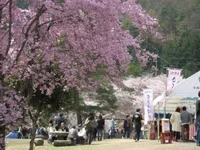 大野ダムさくら祭り