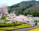 【桜・見ごろ】みどりと自然の村　太陽広場