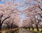 宮野山桜まつり