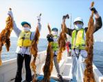 船に乗って、ワカメを収穫！漁師のお仕事体験＠神奈川県