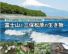 みほしるべ企画展「富士山と三保松原の生き物」