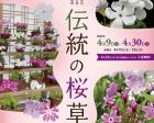国立歴史民俗博物館　くらしの植物苑特別企画　伝統の桜草