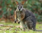 かわいい！小さいカンガルーもいるオーストラリアの動物展 @新座・朝霞