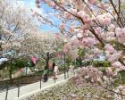 静峰ふるさと公園　2024　八重桜まつり