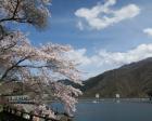 【桜・見ごろ】奥多摩湖