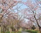 古丹別緑ヶ丘公園桜まつり
