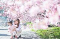 【べびふぉと無料撮影会】ファミリー桜撮影会🌸 in 小樽公園