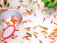 【練馬ICHG】納涼 夏祭り縁日
